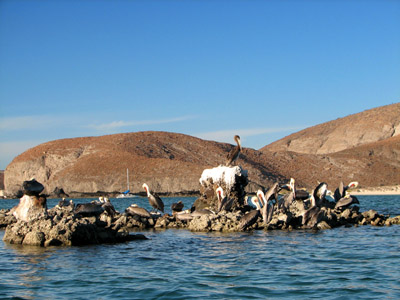 pelicans at the puerto balandra anchorage , near La Paz, Mexico