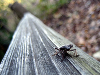 Bug on a fence at Oaks Bottom Wildlife Refuge, Portland Oregon