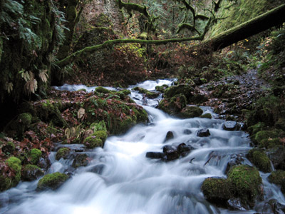 moutain stream, columbia gorge, oregon