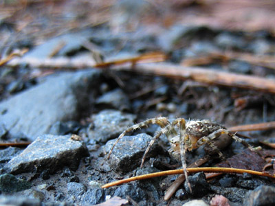 Columbia Gorge, Oregon Spider