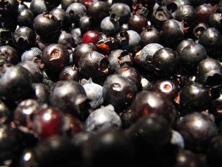 wild Maine blueberries