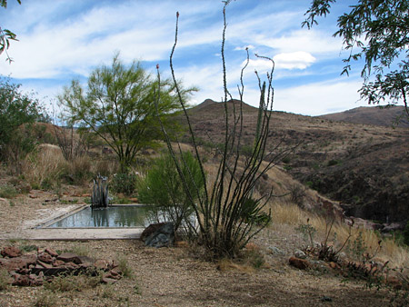 reflecting pool, palo verde tree, ocotillo
