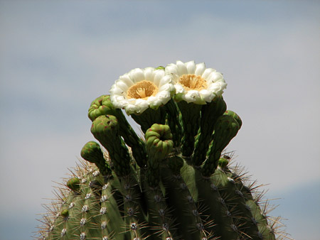 blooming saguaro cactus