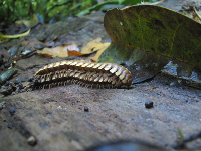 Centipede sex. Costa Rica