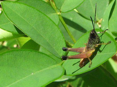 Grasshopper on a leaf. Costa Rica