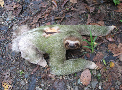 three-toed sloth. Parque Manuel Antonio, Costa Rica