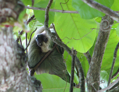 two-toed sloth. Parque Manuel Antonio, Costa Rica