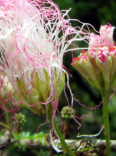 Stringy Flower. Casa Orquideas. Costa Rica