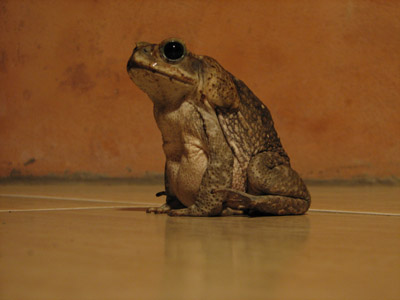 large Costa Rican Toad