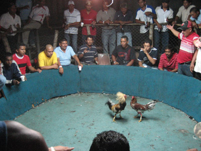 Cock fight ring. Panama