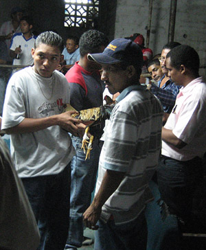 proud owners before the cock fight. Panama