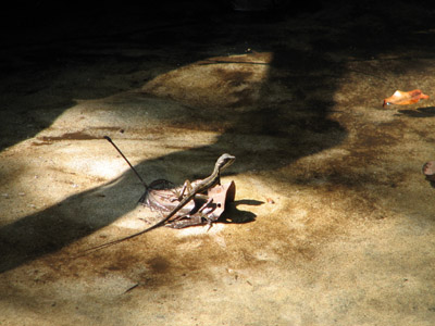 Juvenile Jesus Lizard. Isla San Jose, Las Perlas, Panama