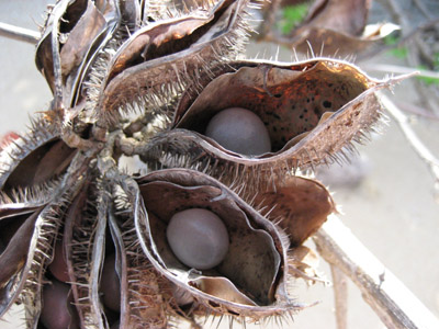 Seed Pods. Isla Bayoneta, Las Perlas, Panama