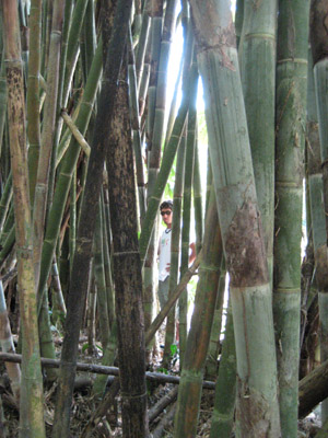 tito in the bamboo