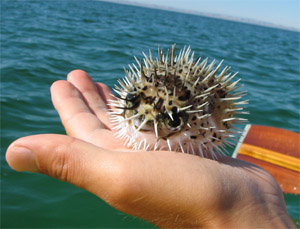 Holding puffer fish in hand