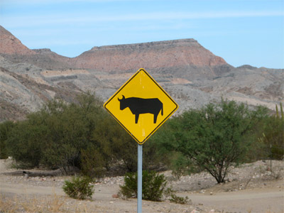 Road Sign of Cow