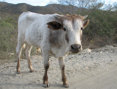 Mexican Cow