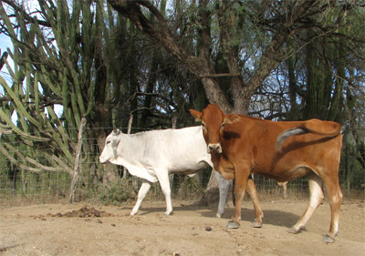 Mexican Cows