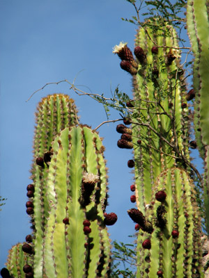 Cactus