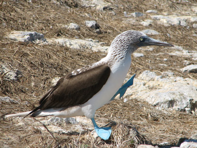Blue Footed Booby Walking, Isla Isabella, Mexico