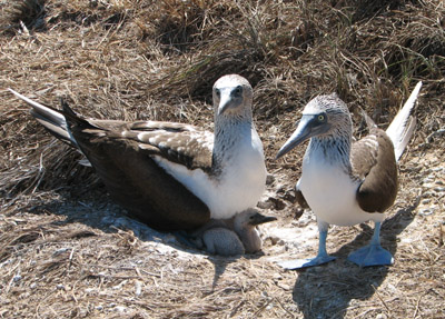 Blue Footed Boobies nesting with chick, Isla Isabella, Mexico