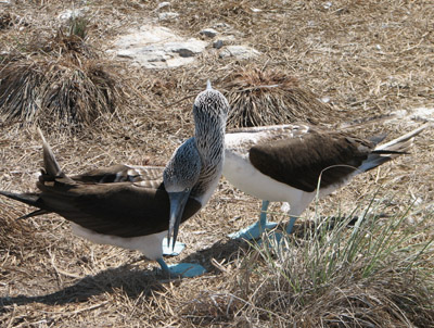 Blue Footed Boobies Courting, Isla Isabella, Mexico