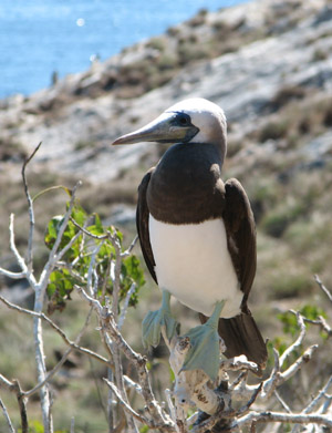 Blue Footed Booby Perched, Isla Isabella, Mexico