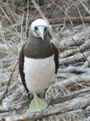 Brown Booby, Chamela, Mexico