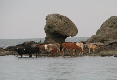 Cows drinking salt water near mushroom rock, Sea of Cortez, Mexico
