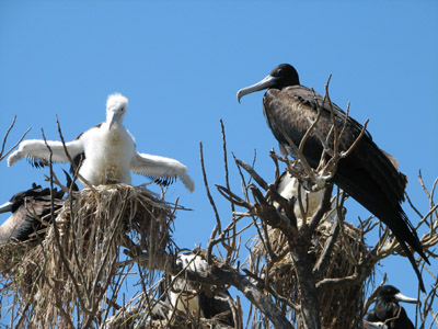 Frigate Birds Nesting with Chicks, Isla Isabella, Mexico