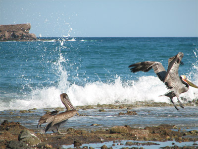 Pelicans, Sea of Cortez, Mexico