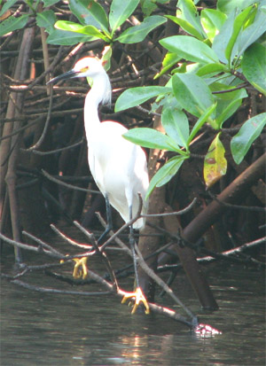 White Egret, Bahia Tenacatita, Mexico