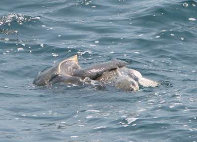 Sea Turtles Having Sex