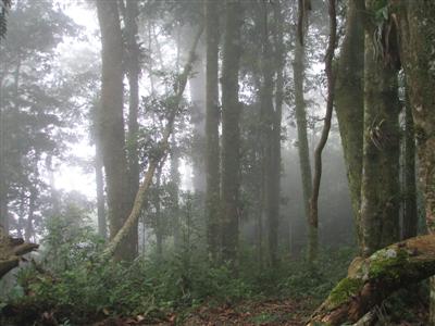 Cloud Forest in Honduras