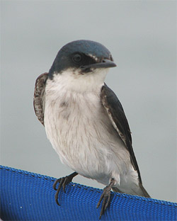 Golondrina (Swallow)