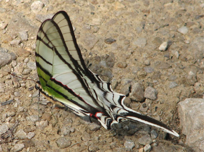 Beautiful Butterlfy, Punta Gorda, Belize