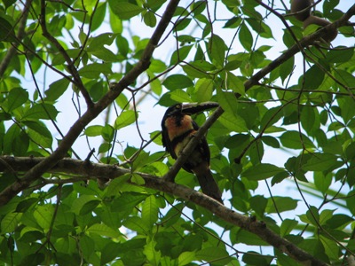 Collared Aracari (a small toucan)
