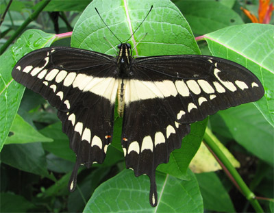 butterfly, Nicaragua