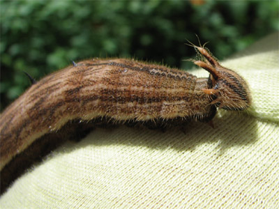 caterpillar, Nicaragua