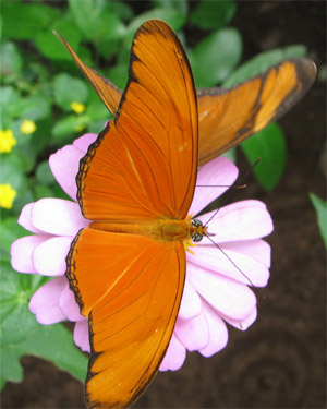butterfly, Nicaragua