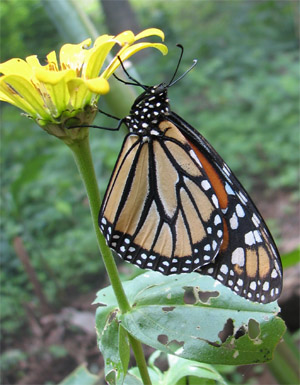 Monarch Butterfly, Nicaragua