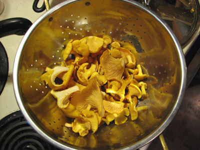 Maine Chanterelles