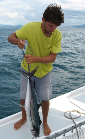 Sierra mackerel