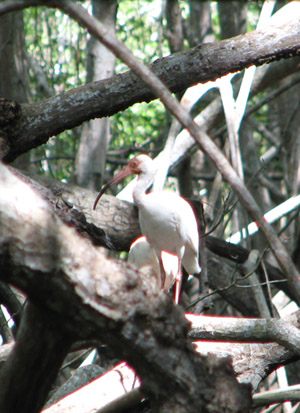 Bird. Bahia Huevos, Costa Rica