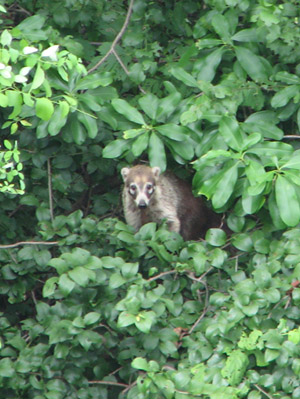 Coatis. Bahia Culebra, Costa Rica