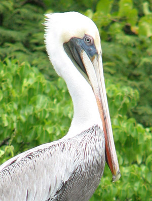 Pelican. Bahia Culebra, Costa Rica