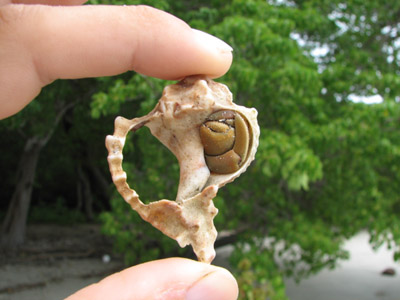 Hermit Crab. Bahia Culebra, Costa Rica