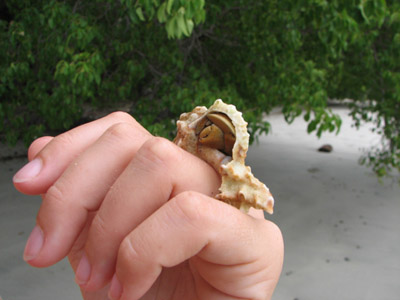 Hermit Crab Ring. Bahia Culebra, Costa Rica