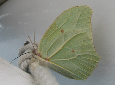 butterfly, Costa Rica